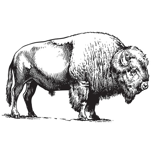 Buffalo - American Bison