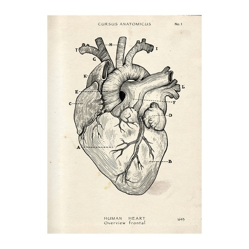 Anatomy Print Poster Proposal