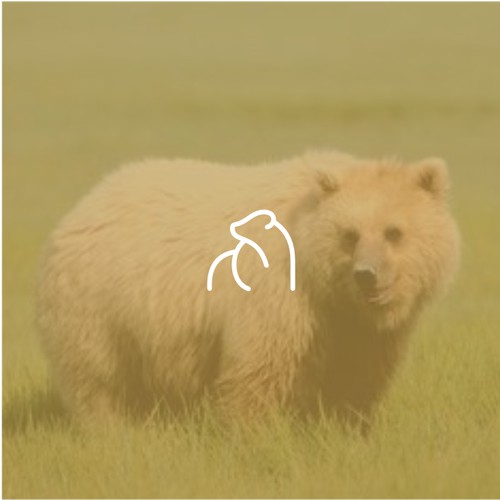 bear