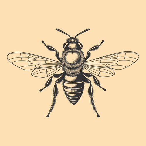 Scientific sketch graphic of a honey bee