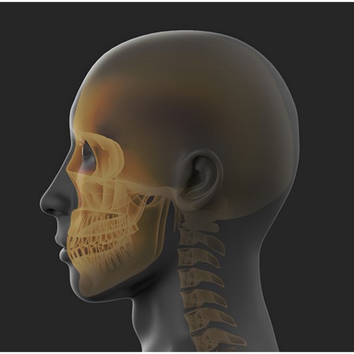 3d xray illustration