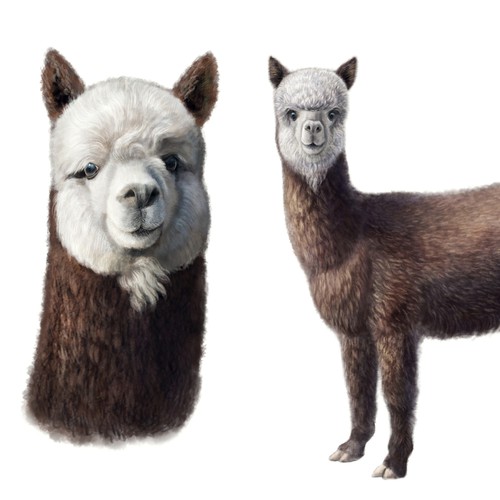 alpaca