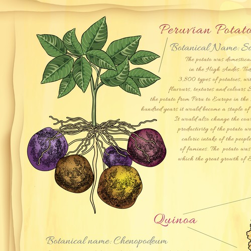 Create a vintage botanical poster for a trendy Peruvian restaurant