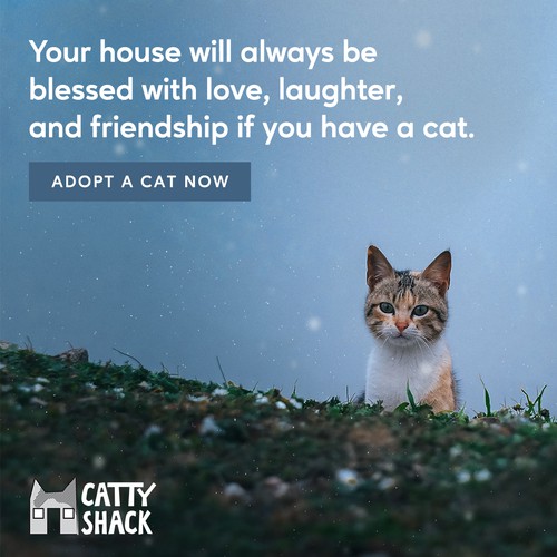 Donation push for Cat Rescuing NGO