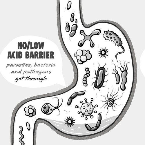 Interior illustrations for book about leaky gut.