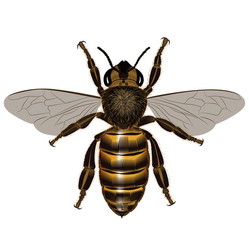 Realistic bee illustraion