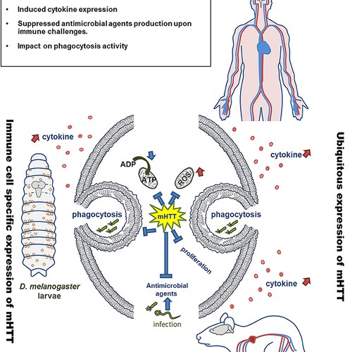 scientific illustration (frontiers journal)