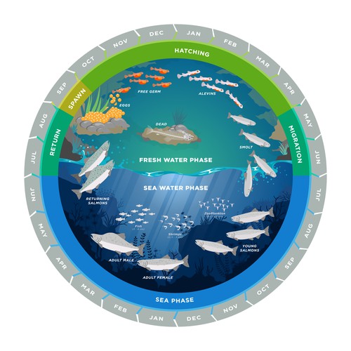 Pink salmon life cycle