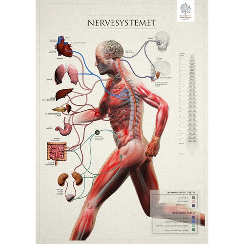 Spine and Nerve Chart Illustration for Patient Education.