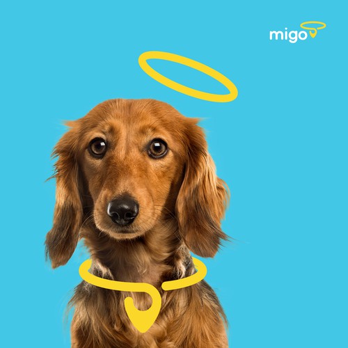 Dog GPS Collar