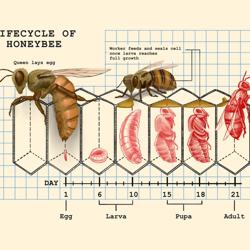 Honeybee lifecycle