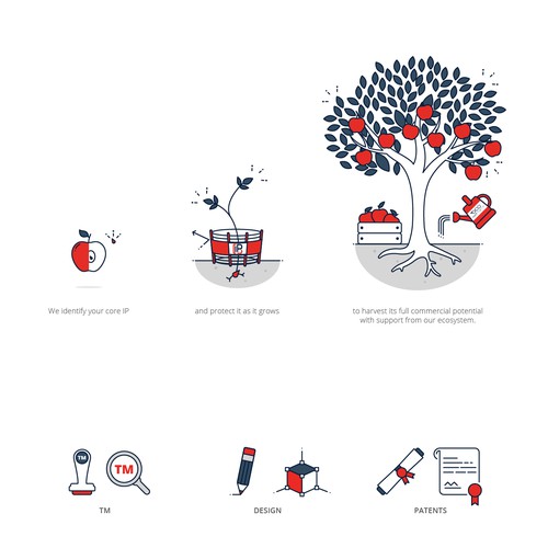 Illustration of apple life cycle