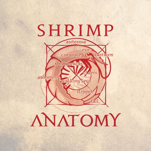 shrimp anatomy