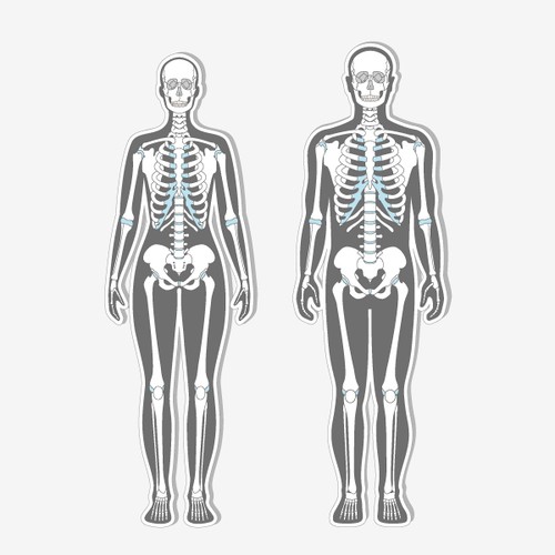 Vector Illustration of human skeletons for medical site