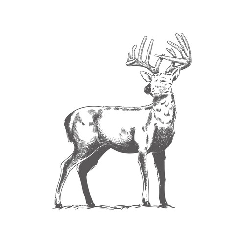 Deer Illustration