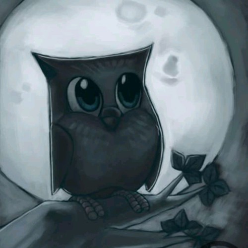 Owl during night.