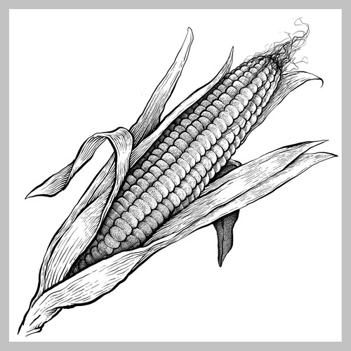 Illustration of corn