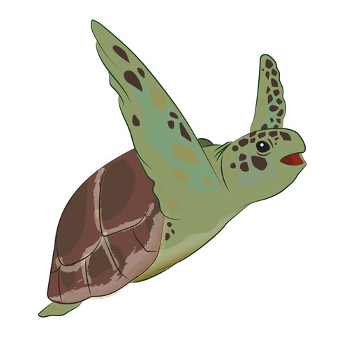Sea Turtle Illustration