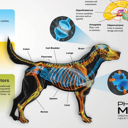 Endocannabinoid System poster design