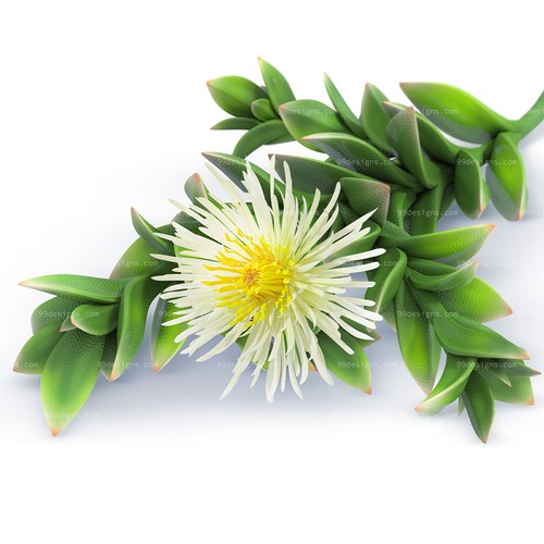 Create a Kanna plant image