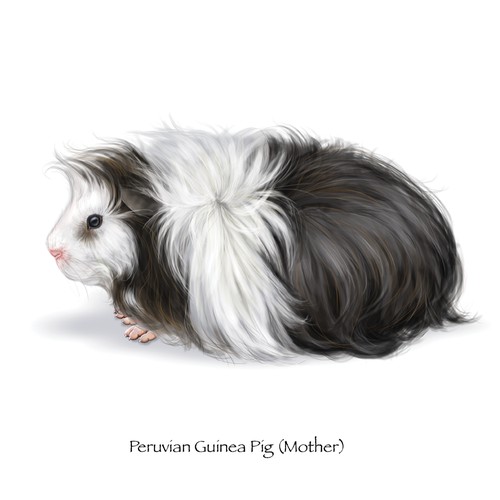 Peruvian Guinea Pig Illustration