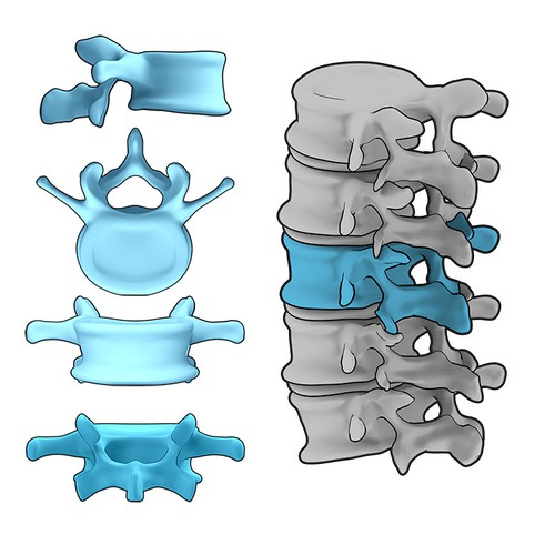 Human Spine in 3D Model