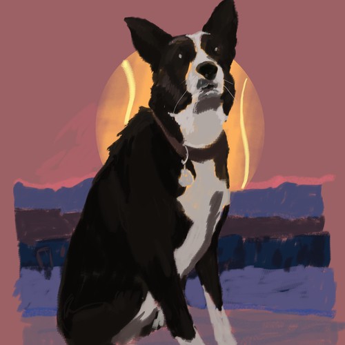  Stylized illustration of a border collie dog (for framing)