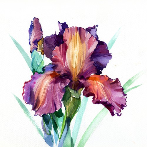 iris