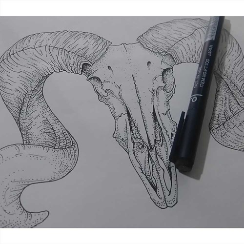 Bighorn Hand Drawn