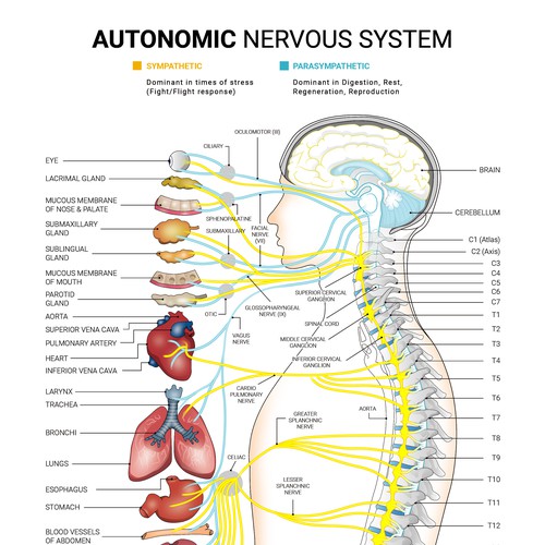 Autonomic Nervous System Poster