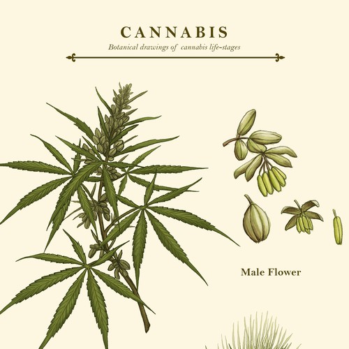 Botanical Ilustration
