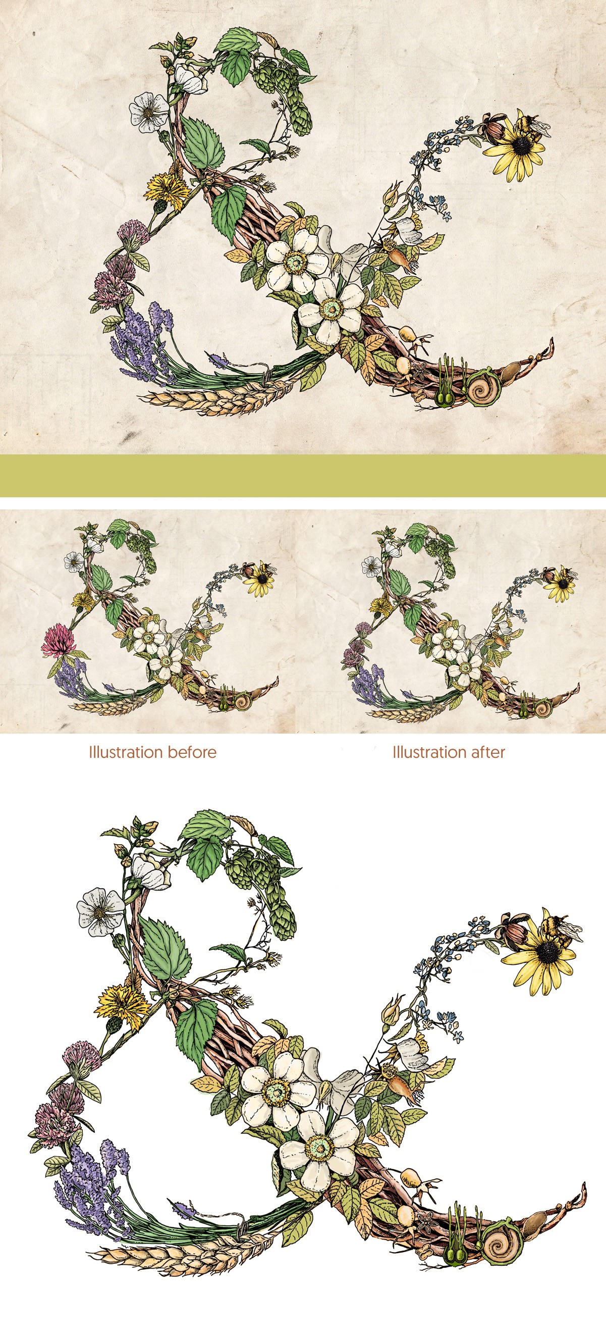 Seeking botanical ampersand for farmers of beer