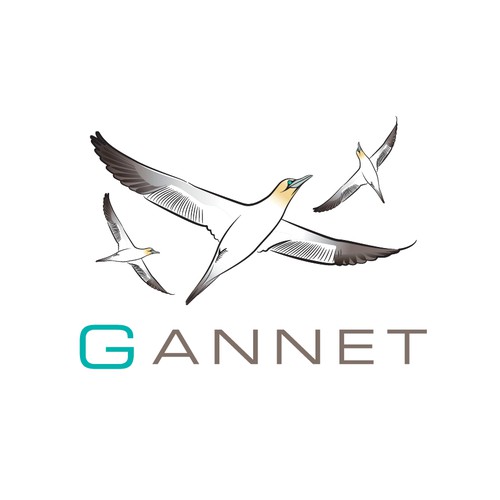 Gannet Bird Logo Design