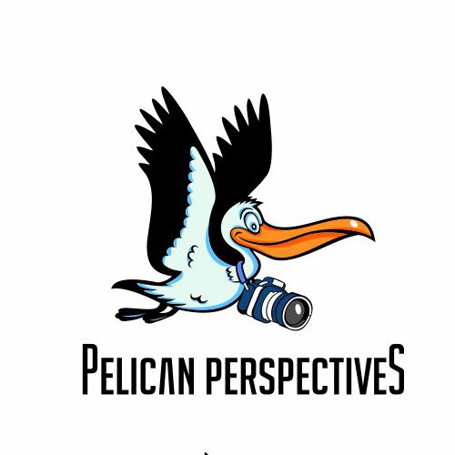 pelican cartoon
