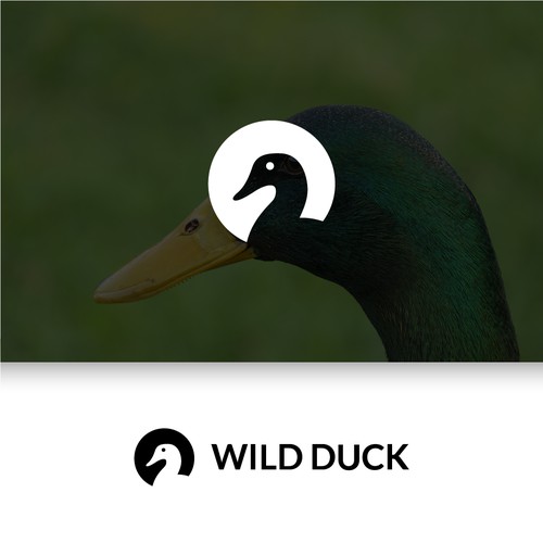 Wild Duck