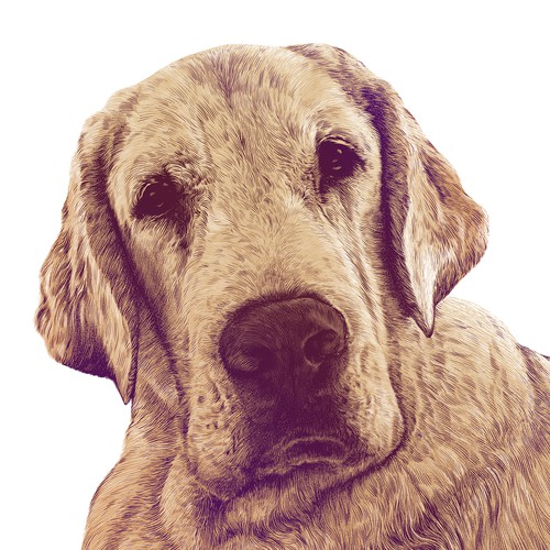 LABRADOR