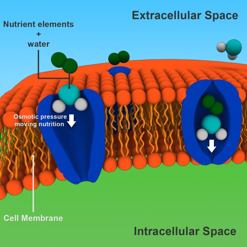 Science/Biology Illustration