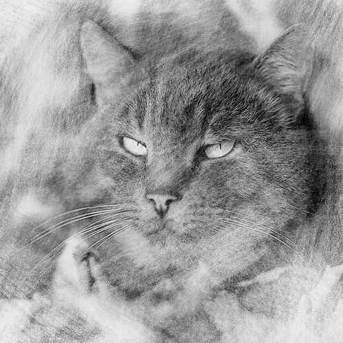 Black and white pencil drawing cat