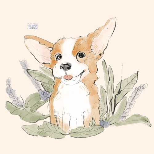 Corgi dog illustration