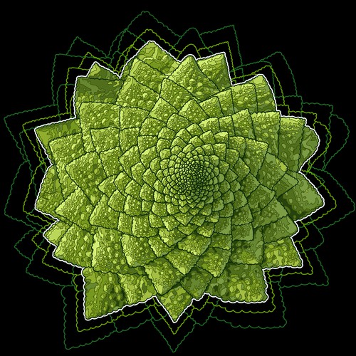 Romanesco Broccoli