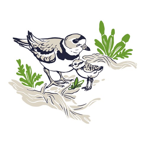 Illustration with Piping Plover birds