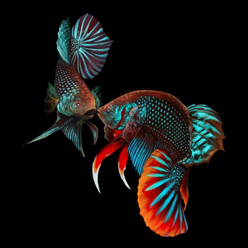 wild betta digital painting