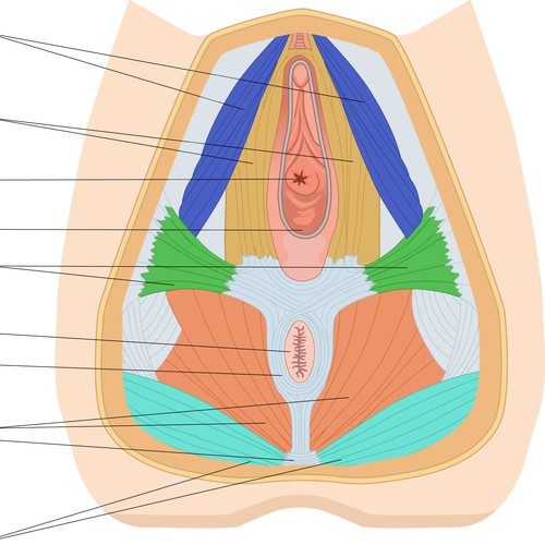 Drawing of the pelvic floor muscles