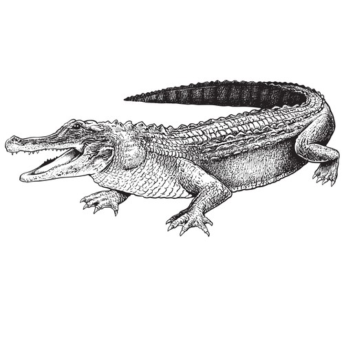 Crocodile