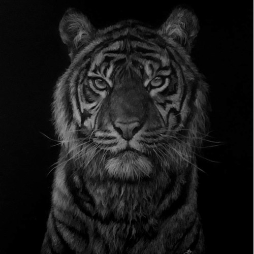 Tiger illustration