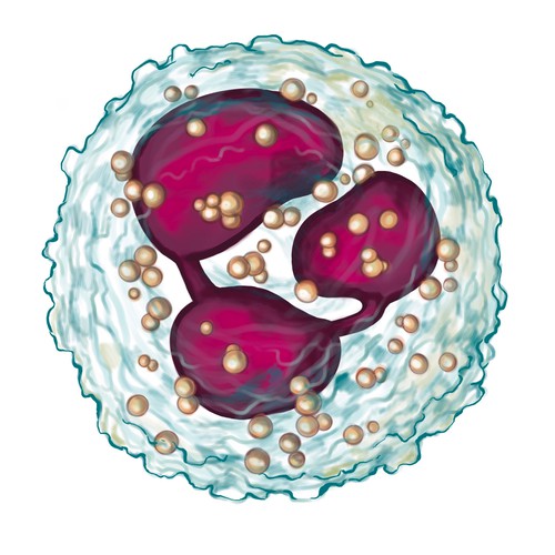 A neutrophil