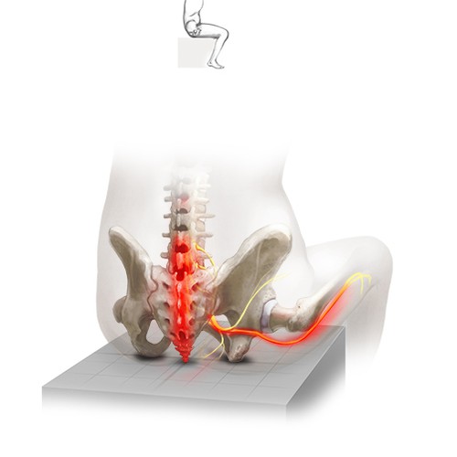 Anatomy Illustration - sitting positions