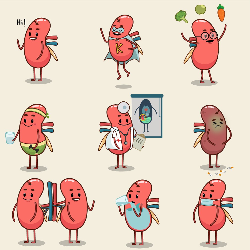 Kidney-themed mascot for patient education materials