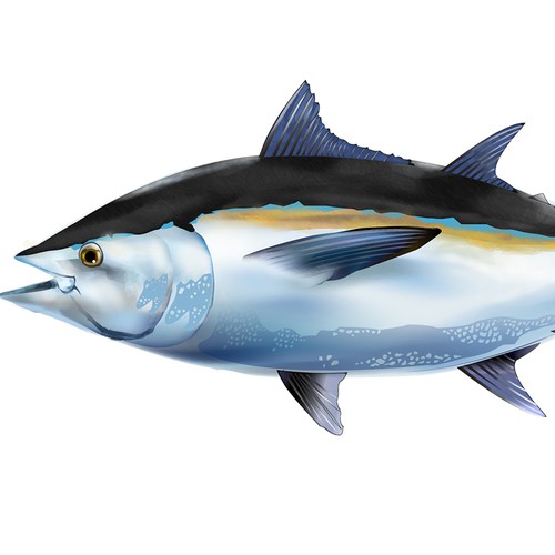 Saltwater Sport Fish design - Blackfin Tuna - for tournament flyer and tshirts.