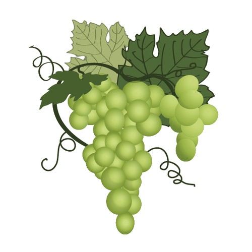 Grapes illustration